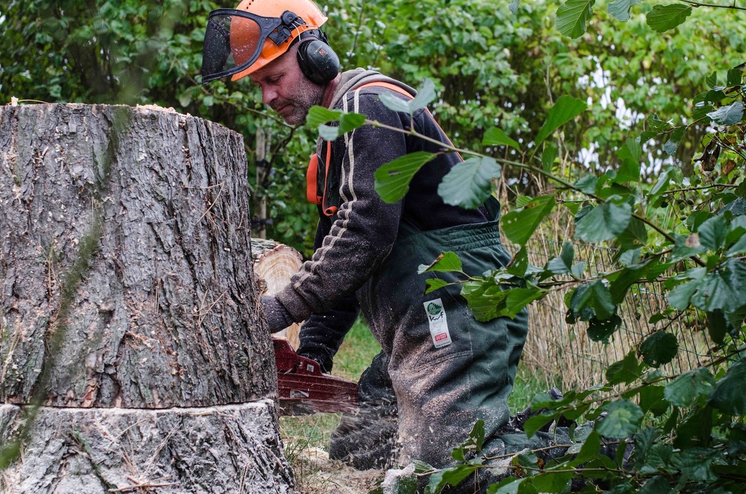 Beskæring af træer og topkapning i Silkeborg